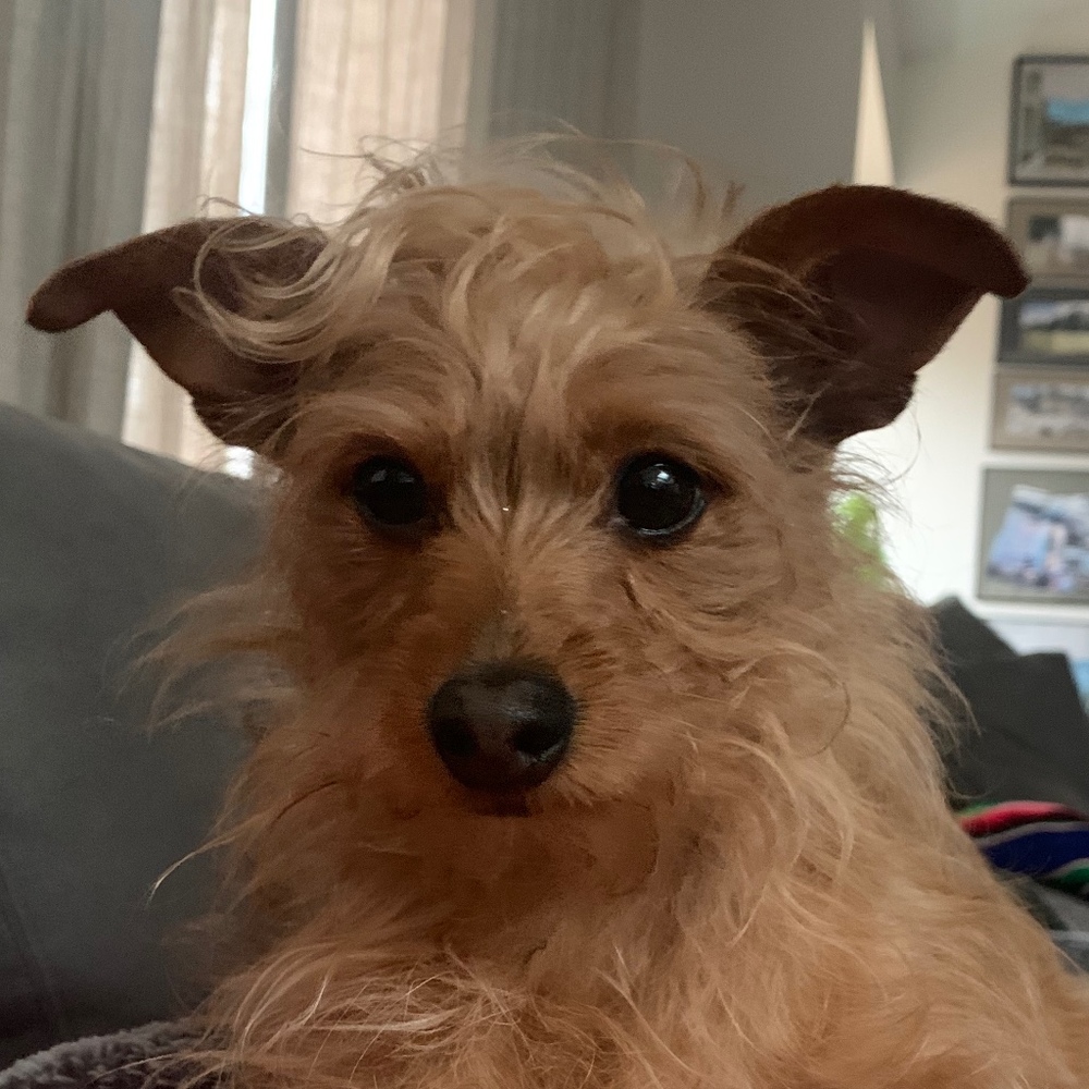 Meet your Posher, Piper